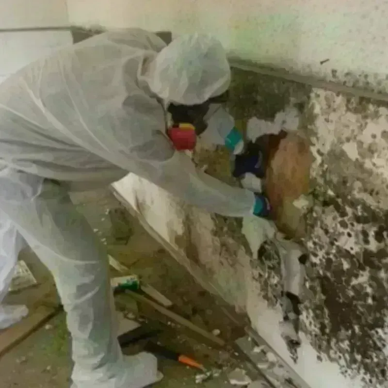 Mold Remediation and Removal in Morris County, KS